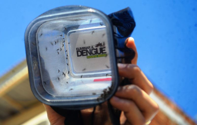 dengue - Aedes aegypti