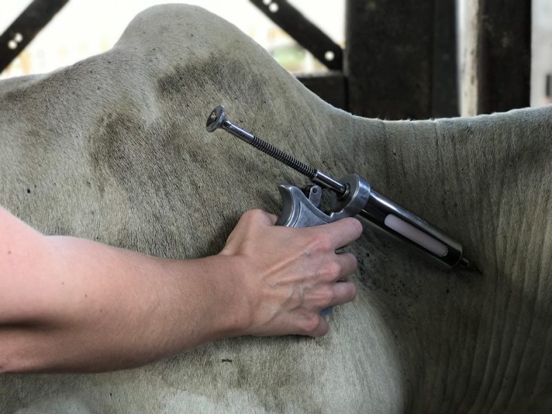 Vacinação contra febre aftosa