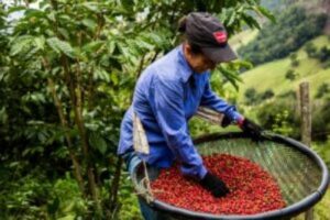 Colaboradora da OCB/ES é finalista em concurso fotográfico sobre café