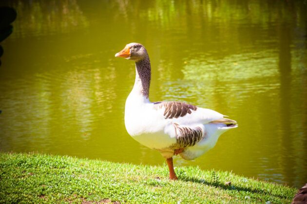 Parque da Fazendinha