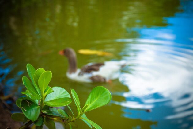 Parque da Fazendinha