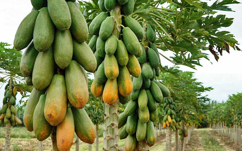 O Censo Agropecuário atualmente é feito a cada 10 anos