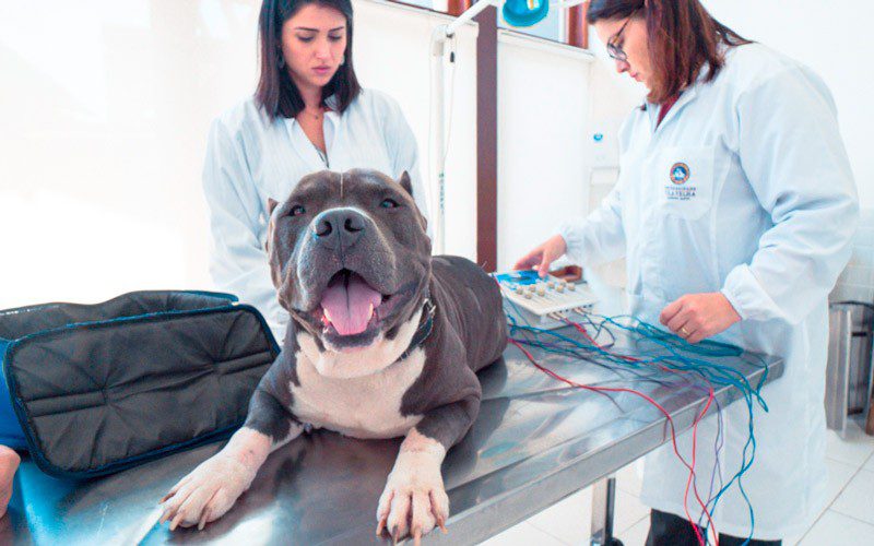 Acupuntura como terapia complementar em tratamento de pets