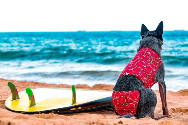 Pet, neg&oacute;cios, economia