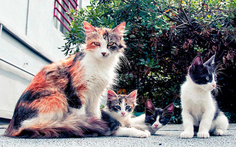 Proposta protocolada na Ales prevê ações de combate e atuação em casos de esporotricose, doença causada por fungos que atinge principalmente animais