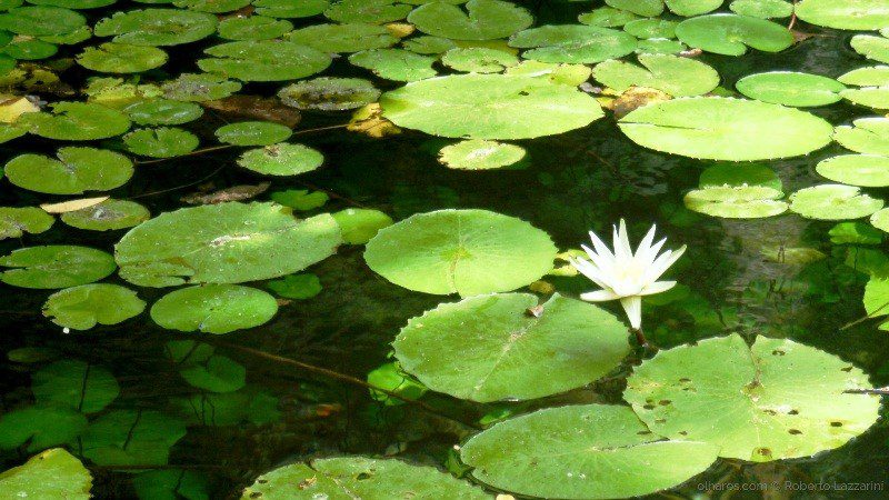 Parceria promove monitoramento privado de fauna e flora brasileira