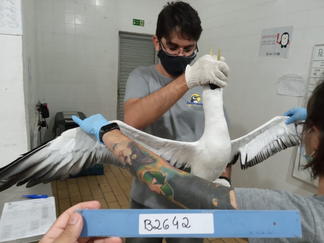 Animal silvestre que se reproduz na Bahia passa por tratamento no Iema
