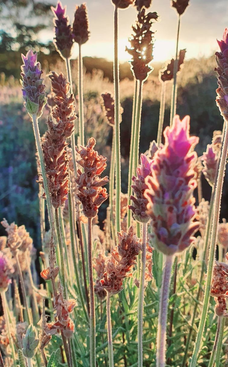 Bebida feita com lavanda é destaque em cervejaria capixaba