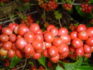 Incaper lança novo sistema para cafeicultores