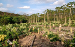 ES: Destaque nacional no Cadastro Ambiental Rural