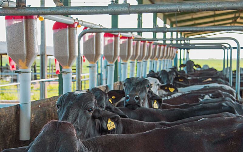 Programa lançado pelo governo do Estado tem o objetivo de tornar a produção de leite no ES autossustentável - Foto: Reprodução