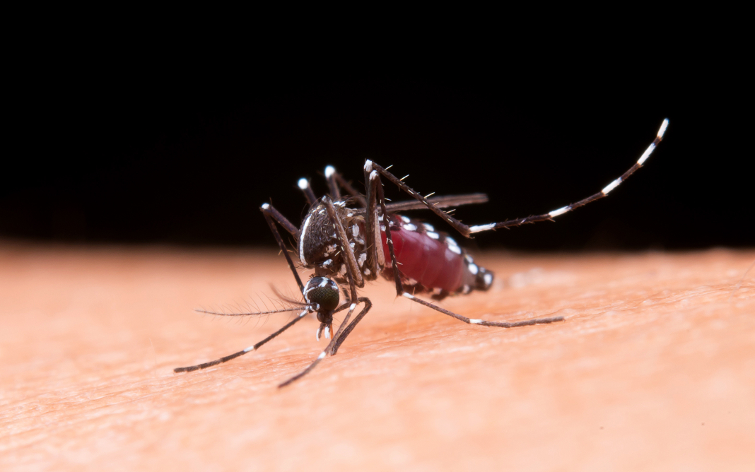 Anvisa aprovou vacina japonesa Qdenga contra a dengue