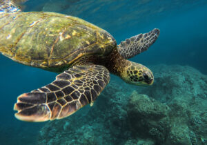 tartaruga_marinha_natureza_meio_ambiente_ESBrasil