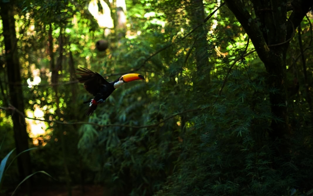 Biomas Cerrado, Mata Atlântica e Amazônia serão contemplados pela iniciativa que promoverá a conexão de meio milhão de hectares nesses territórios. Crédito: eFlora Web