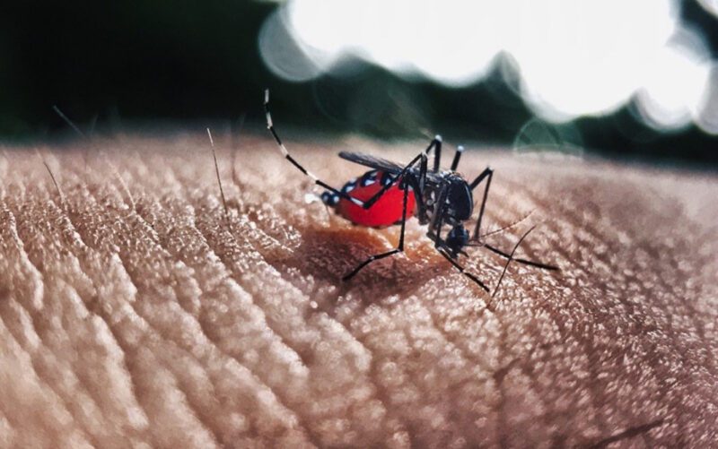 Estado registra alto número de casos de dengue