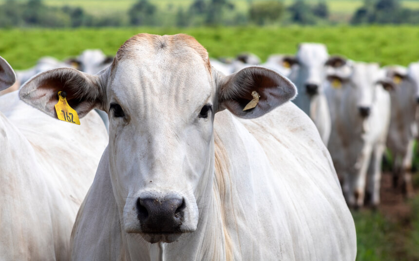 Frente Parlamentar da Agropecuária (FPA) avalia que a tarifa vai afetar o agronegócio nacional, o câmbio e a competitividade das exportações. Foto: reprodução/internet