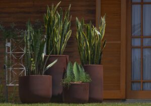 Outono: como cuidar das plantas em casa?