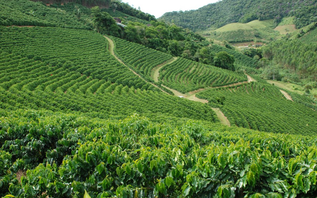 produção cafeeira