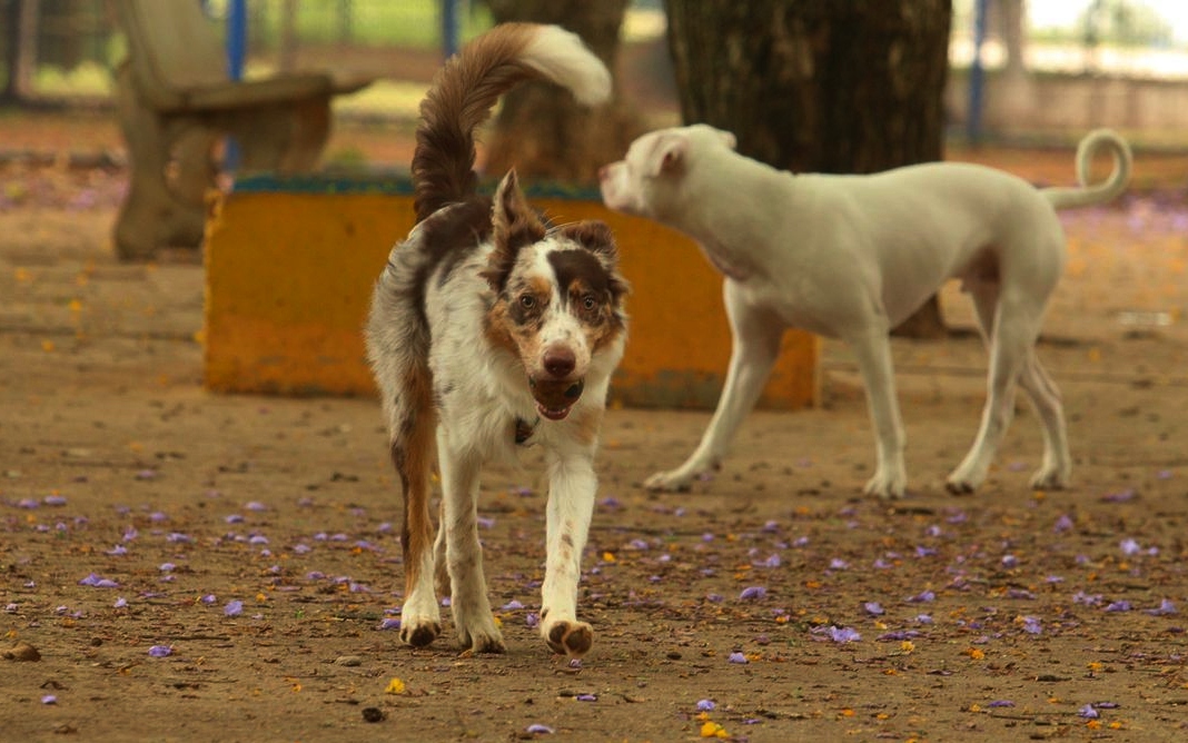 Governo suspende oito lotes de vacina animal contra Leishmaniose - Foto: © Rovena Rosa/Agência Brasil