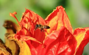 A Espatódea é uma árvore invasora que tem flores tóxicas para abelhas e outros polinizadores. Associação pede a remoção delas nos municípios. Foto: Web