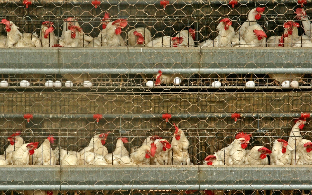 Última atualização do MAPA contabiliza 29 casos de influenza aviária em 11 municípios capixabas