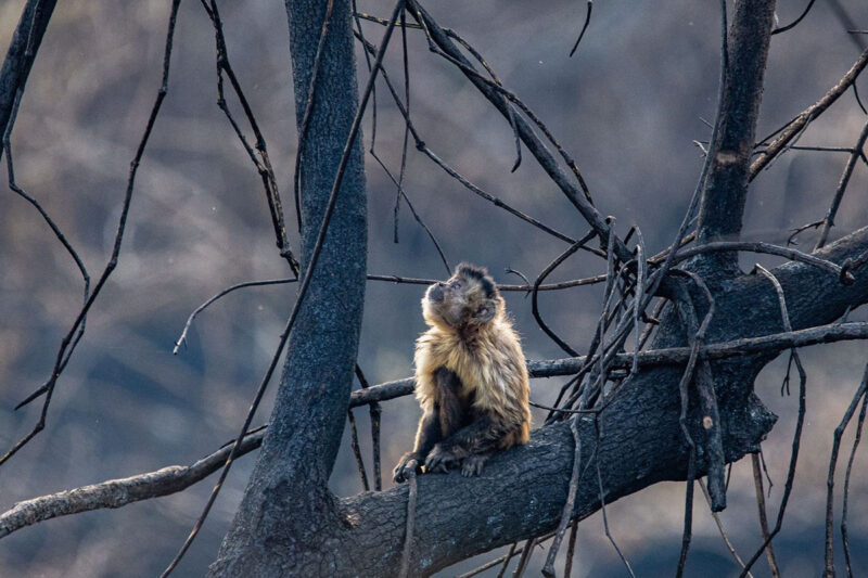 PL em tramitação na Ales prevê normas de proteção para animais expulsos de habitat natural