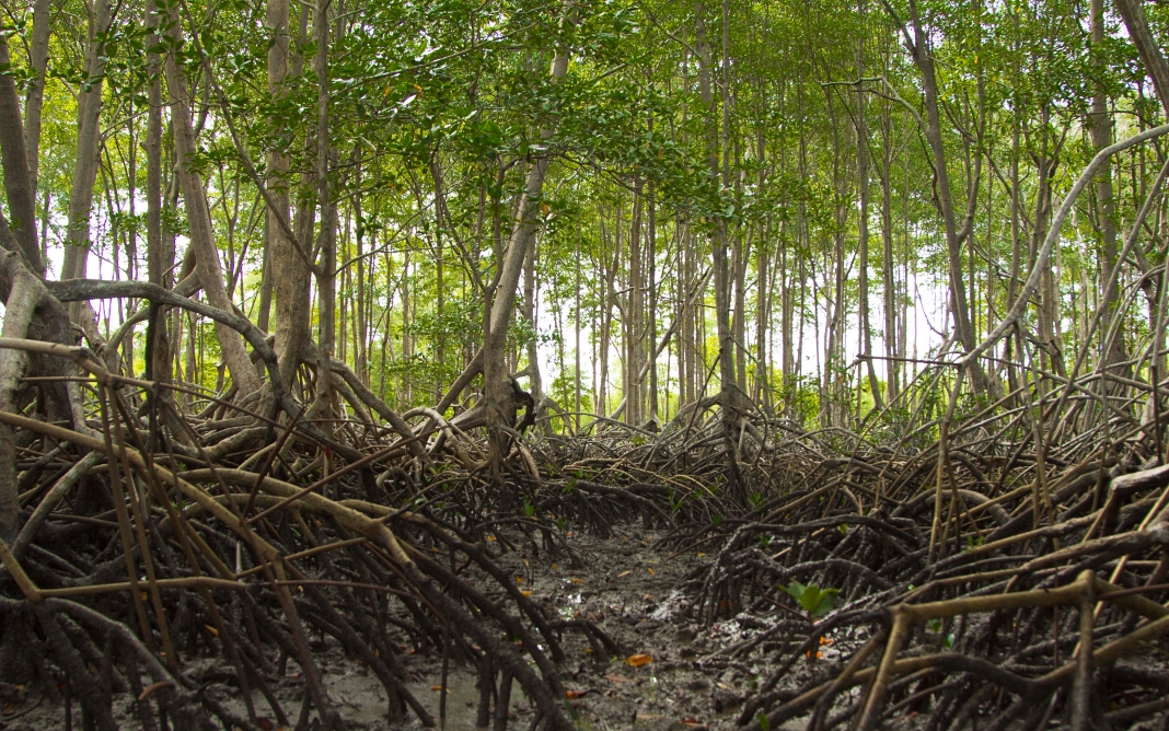 Fundo Amazônia: doações de Noruega e Reino Unido - Foto: Reprodução Twitter Ministério do Meio Ambiente e Mudança do Clima / @mmeioambiente