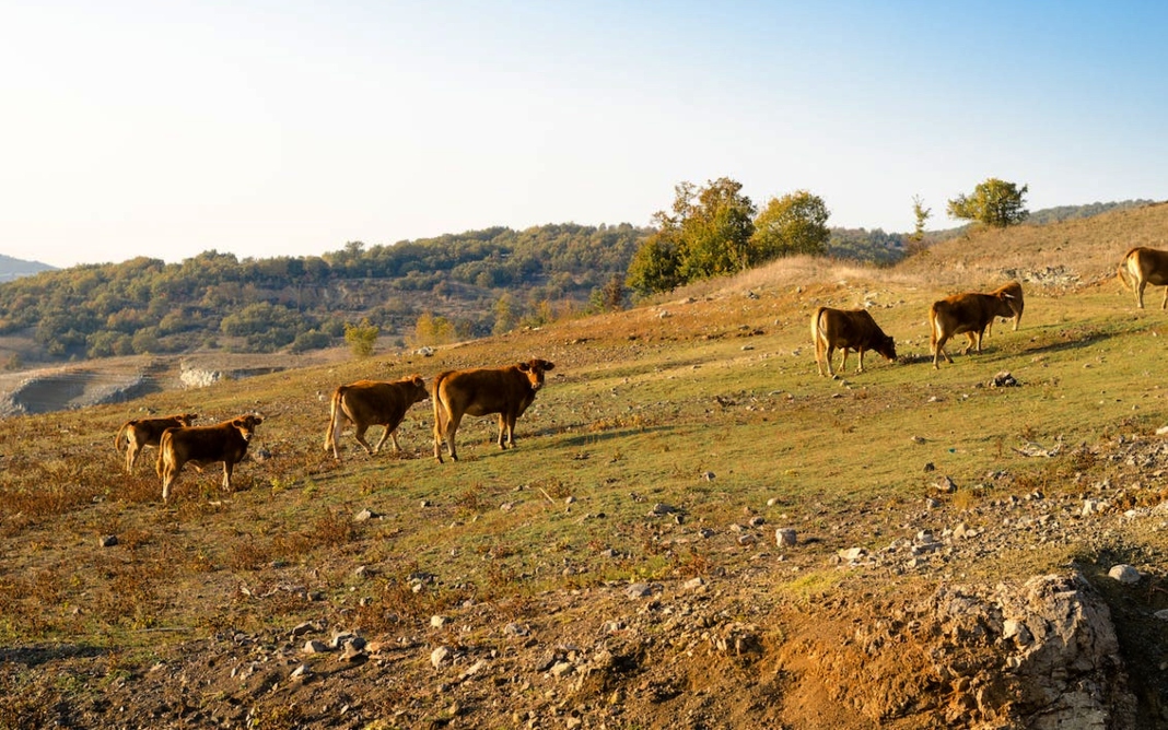 Pecuária é principal vetor de derrubada de vegetação na América do Sul - Foto: Reprodução Pexels / Julia Sakelli