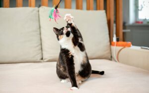 Dicas para uma adaptação gentil de novos pets na família