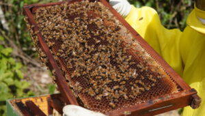 Apiário em lavoura de café aumenta produtividade