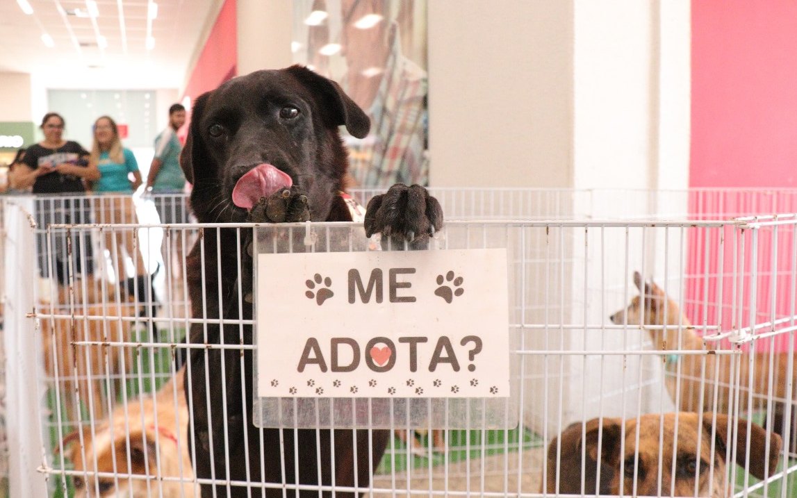 feira_adoção_pets_viana