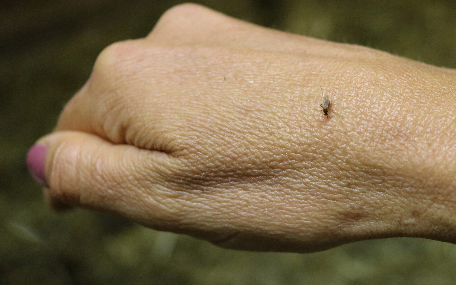 febre_oropouche_sintomas_cuidados