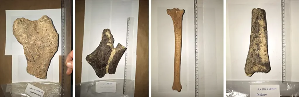 Essa é a primeira vez que fósseis são resgatados em cavernas no Estado