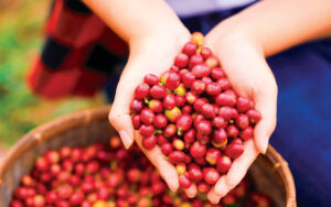 O Espírito Santo é um gigante da produção cafeeira do país, e tem colhido safras recordes, apesar das intempéries climáticas, que este ano já causam perdas de 30 a 50% nas lavouras - Foto: Karan Winat