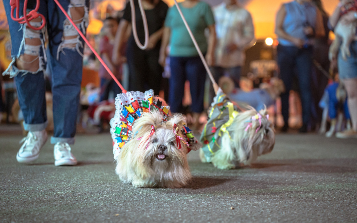 Dog Lovers: Boulevard Shopping Vila Velha recebe ação para arrecadar ração