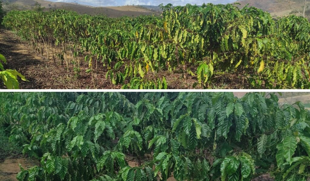 Irrigação de precisão conquista cada vez mais espaço nas lavouras do Espírito Santo