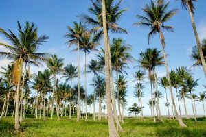 Praia de Coqueiral de Aracruz é ideal para relaxar em família