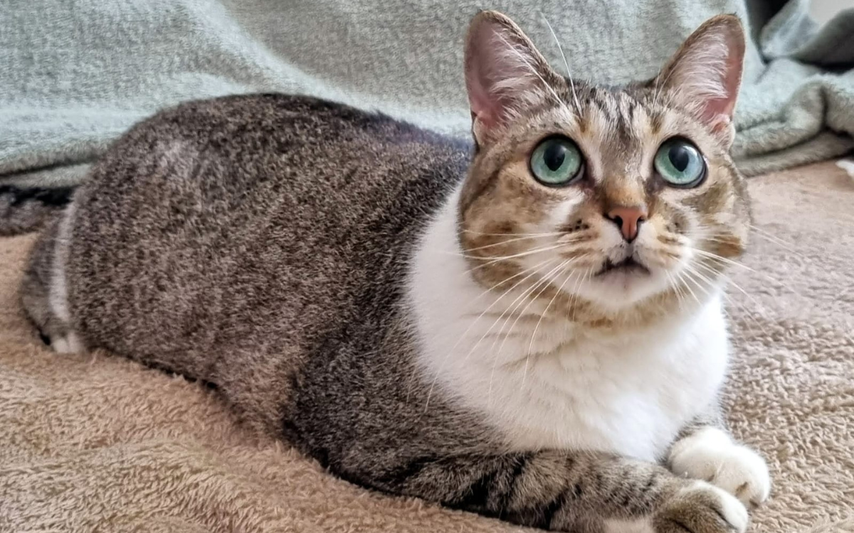 Agressores de animais não poderão ser nomeados na Câmara de Vitória