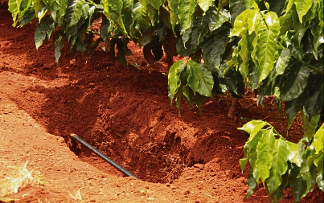 Gotejamento enterrado ajuda na colheita mecanizada. Foto: Divulgação/Netafim