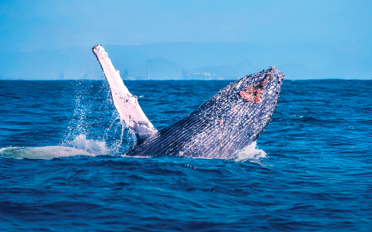 O Porto de Vitória mantém um acordo de cooperação técnica com o Instituto Baleia Jubarte para proteger esses animais. Um dos objetivos é alcançar o certificado de “guardiã das baleias” pela Great Whale Conservancy - Foto: Leonardo Merçon