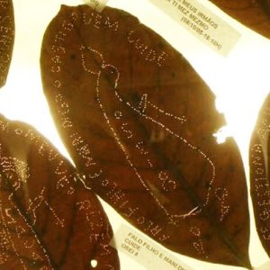 Santuário das Formigas Bordadeiras reúne mistério e fé na Serra
