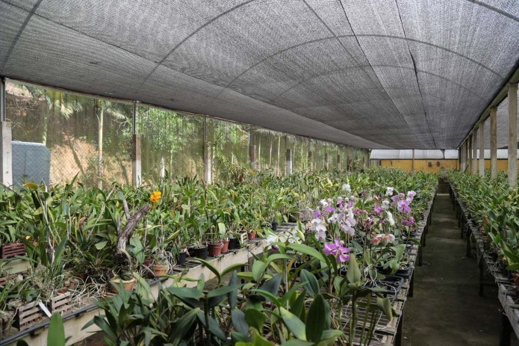 Orquidários encantam visitantes em Marechal Floriano