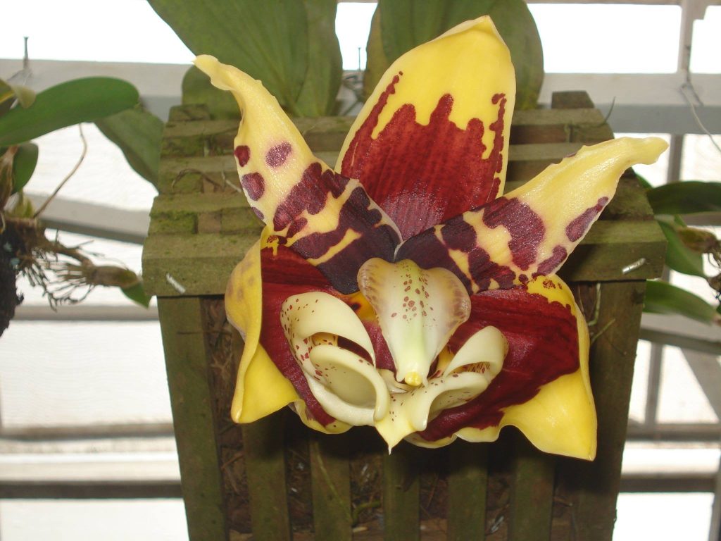 Orquidários encantam visitantes em Marechal Floriano