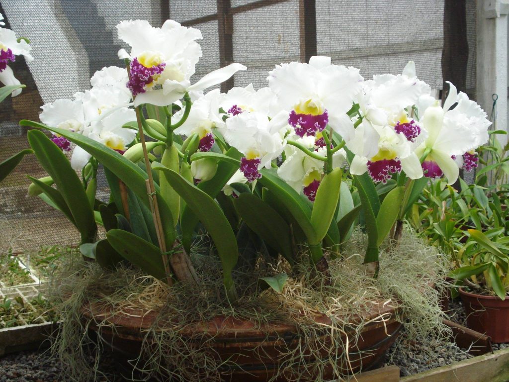 Orquidários encantam visitantes em Marechal Floriano