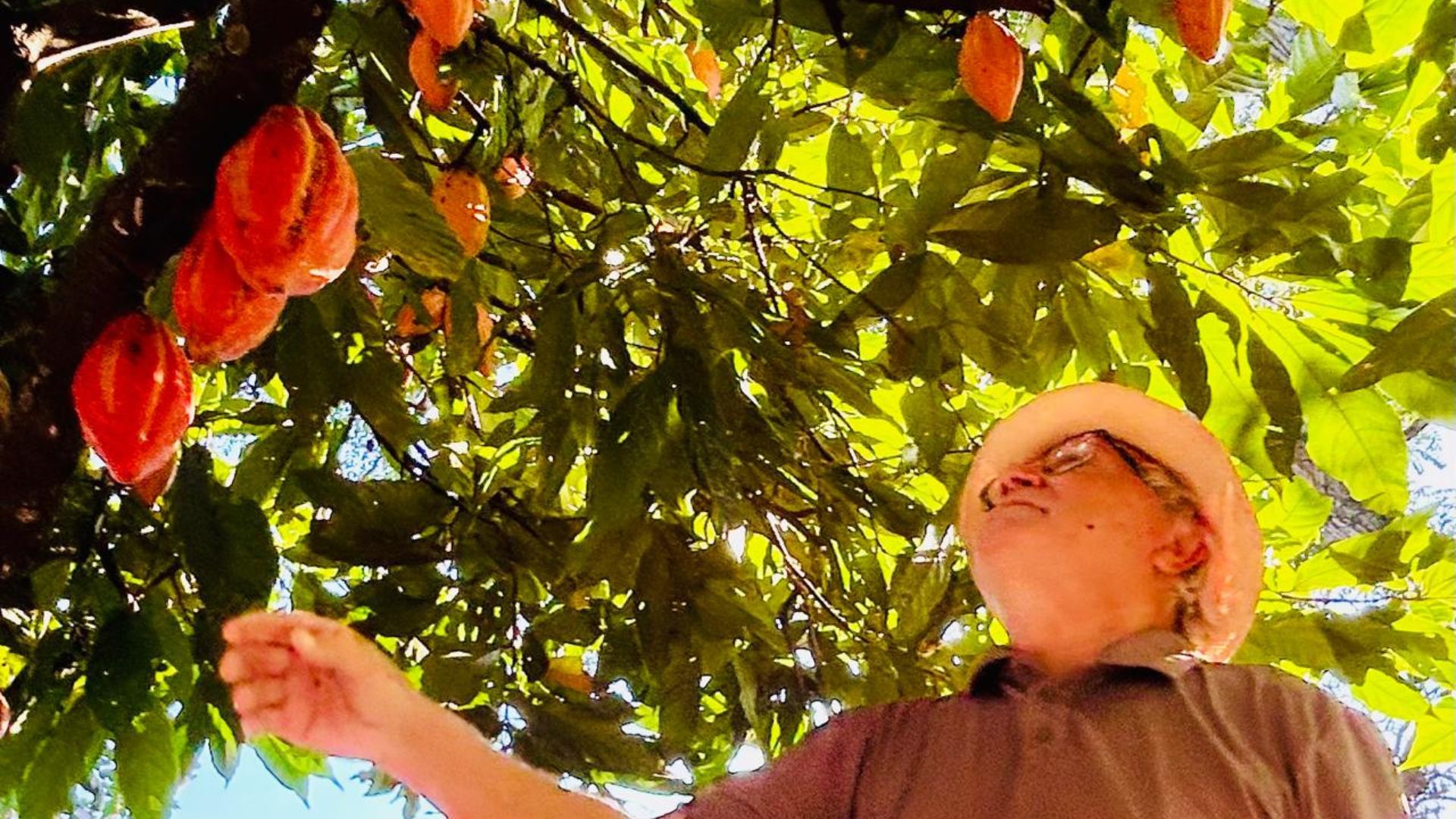 O produtor Adão Cellia em meio a plantação de cacau que está sendo recuperada e a produção potencializada, em Linhares. Foto: Divulgação/Samarco