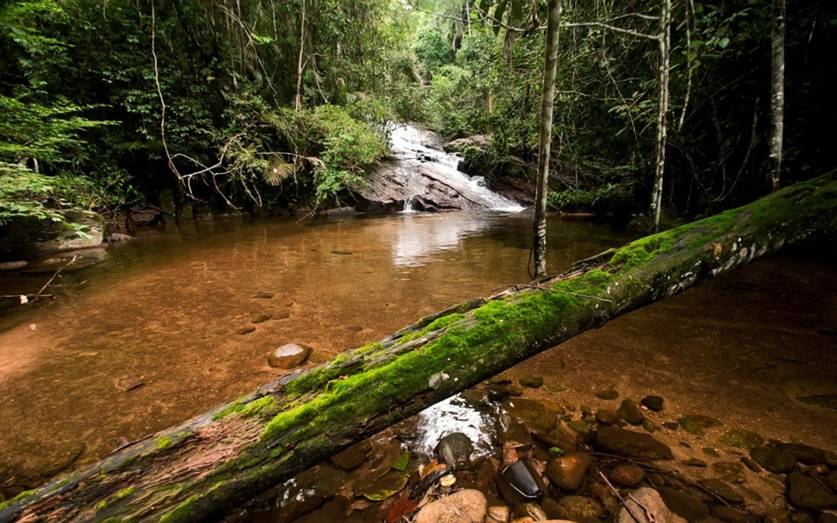 Entre as políticas sustentáveis anunciadas, uma delas é direcionada à biodiversidade em UCs. Foto: Seama/Governo do ES