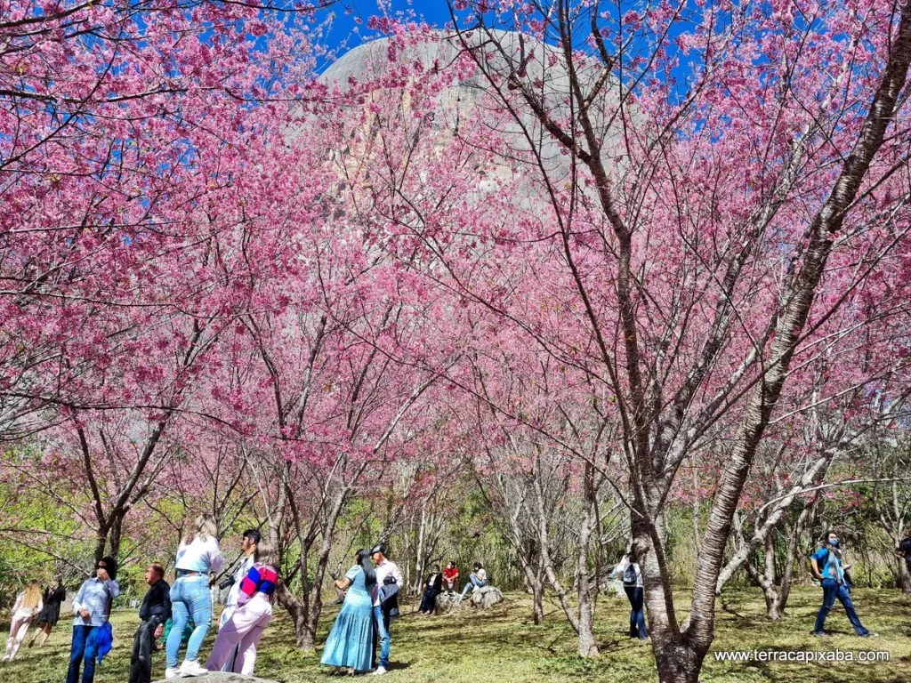 Caminho das Flores encanta visitantes em Pedra Azul