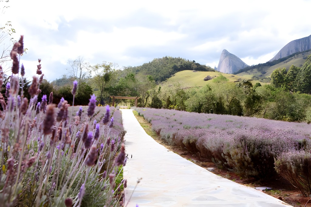 O lavandário em Pedra Azul faz parte da Roda das Flores. Foto: Ariana Rosa Fotografia/@refugiospedraazul