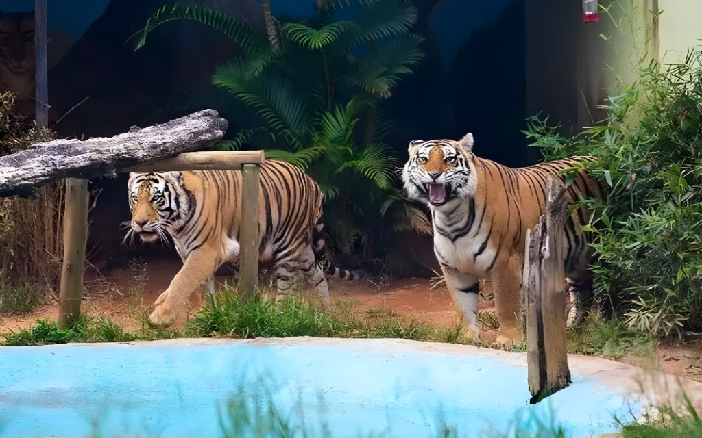 Tigres presentes no Zoo Park da Montanha, em Marechal Floriano. Foto: Instagram @zooparkdamontanha