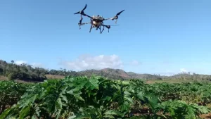Drone sobrevoa platação de café em estudo do Laboratório de Mecanização e Defensivos agrícolas , do Departamento de Ciências Agrárias e Econômicas Foto: divulgação